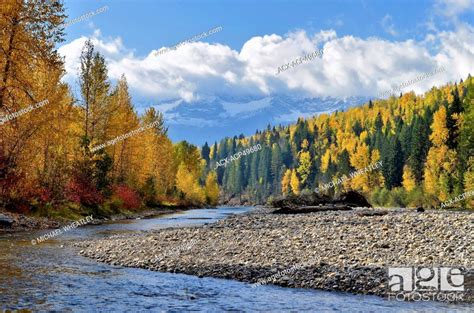 Fall Colour Elk River Fernie British Columbia Canada Stock Photo