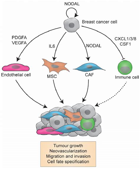 Proposed Model For Nodal Signalling In The Breast Cancer Download