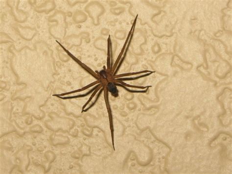 The easiest way to differentiate brown recluses from hobo spiders is by geographic location. 9 Things In Iowa That Can (And Just Might) Kill You