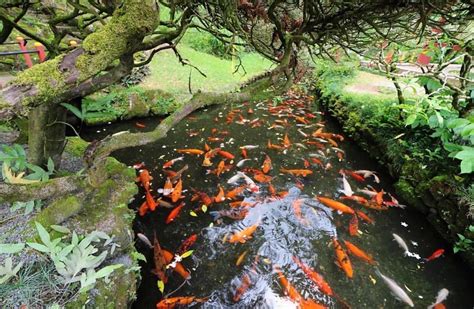 The Byodo In Temple Is A Non Denominational Temple Located On The