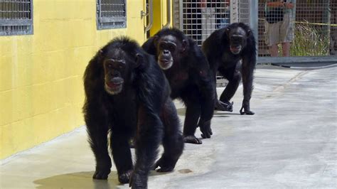 Chimps In Captivity National Geographic Channel Canada