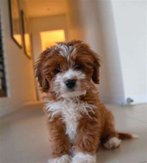 Cavapoo puppies for sale, cavapoo dogs for adoption and cavapoo dog breeders. Cavoodle Puppies For Sale | Chevromist Kennels