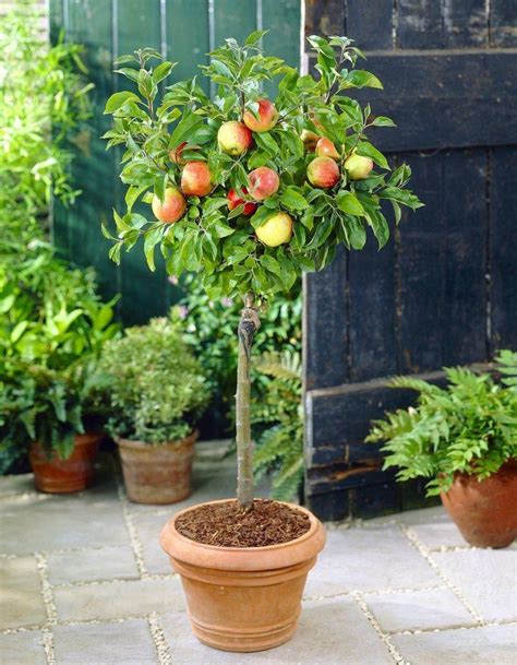 Feel free to contact us! Patio Fruit Tree - Compact Apple 'Braeburn' Tree - Garden ...