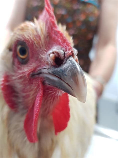 Chicken Vet Chronic Respiratory Disease Crd Bird Vet Melbourne