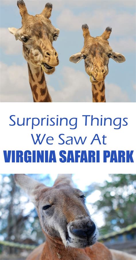 In franklin drive thru safari geweest? Surprising Things We Saw At Virginia Safari Park - have ...