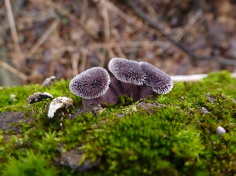 Panus Neostrigosus Fungi Of Northern Maine · Inaturalist