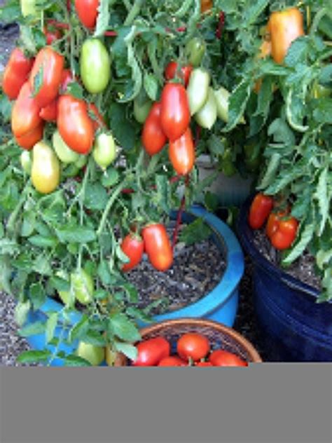 Growing Tomatoes in Pots | Growing roma tomatoes, Growing organic tomatoes, Tomato garden