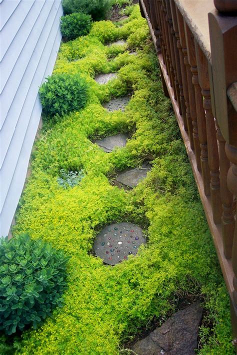 15 Beautiful Plants And Ground Cover For Garden Pathways Homemydesign