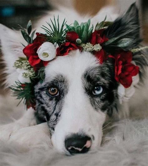 Artist Makes Flower Crowns For Animals And They Look Majestic Cute