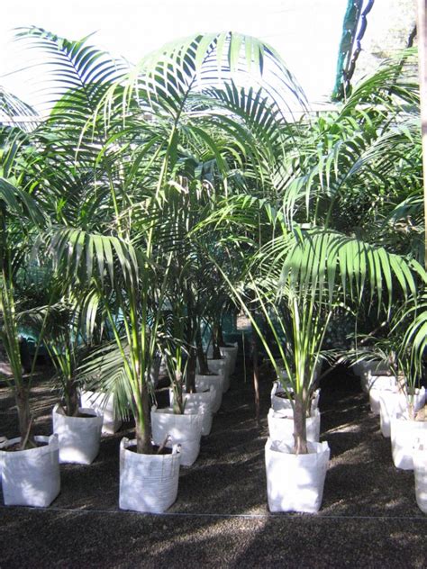 Kentia Palm