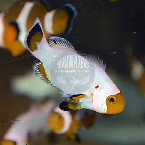 Check spelling or type a new query. Amphiprion ocellaris "Wyoming White" Clownfish - Shop ...