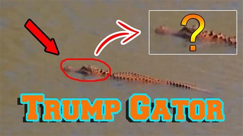 Strange Orange Aligator In South Carolina The Trump Gator Youtube