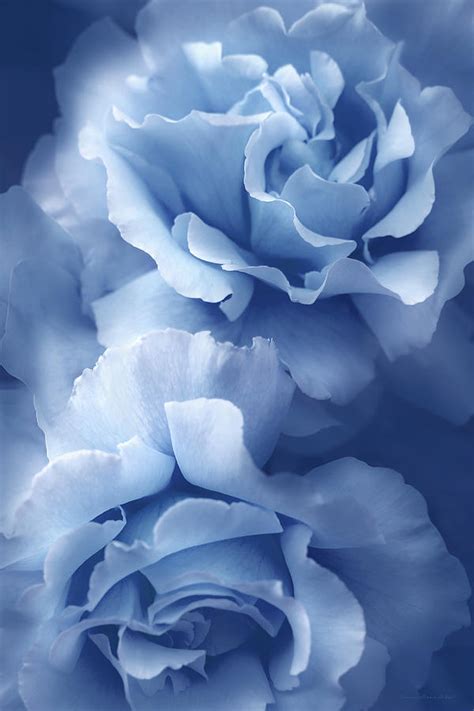 Blue Blue Roses By Jennie Marie Schell In 2022 Blue Roses Wallpaper