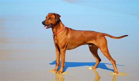 Rhodesian Ridgeback Breed Facts And Information Petcoach