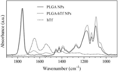 Open Access Transferrin Surface‐modified Plga Nanoparticles‐mediated