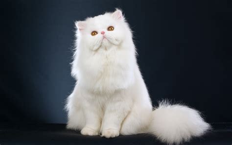 Persian Cat History Personality Appearance Health And Pictures