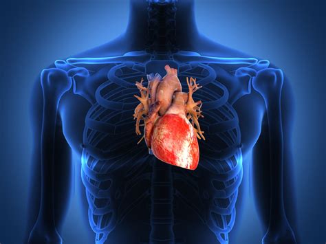 Arythmie cardiaque définition symptômes et traitements