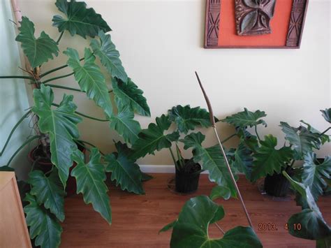 Whats In Stock Current Tropical Plants Photos Exotica