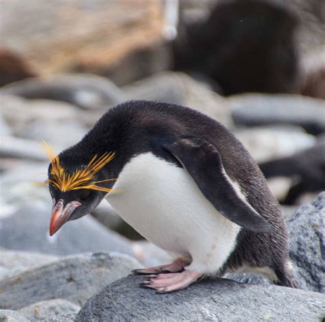 The Garden Of Needles Penguins