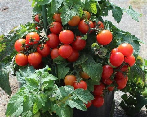 Red Robin Dwarf Cherry Tomato 40 Fresh Seeds For The 2023 Etsy