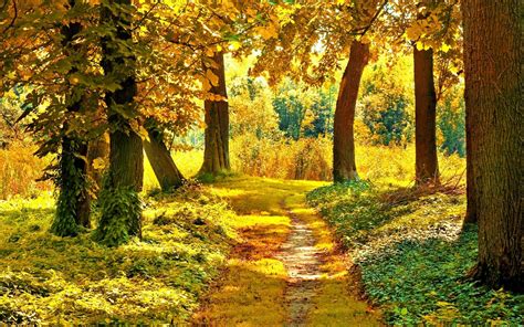 Landscape Nature Tree Forest Woods Autumn Path Wallpaper 2560x1600