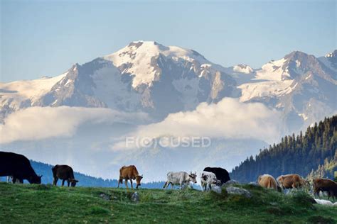 Cows Grazing On Green Field With Snowcapped Mountains View — Rural