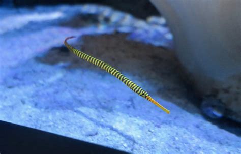 Yellowbanded Pipefish Dunckerocampus Pessuliferus Zoochat