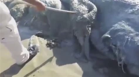 Mysterious Sea Monster Washes Up Dead On Mexico Shore The American Bazaar