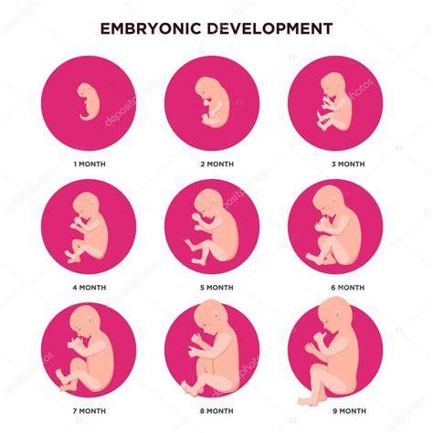 Desarrollo embrionario mes elementos de infografía con los iconos de
