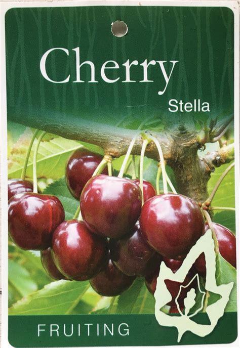 Plant Tag Cherry Tree Stella Prunus Avium Stella