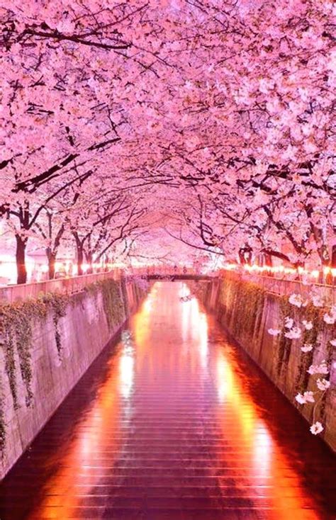 New Photo Added To Gallery Cherry Blossom Japan Tree Tunnel Magical