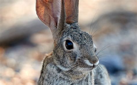Download Wallpaper 1440x900 Rabbit Hare Glance Ears Animal