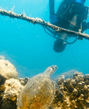 Jakarta Ocean Dive - 2019 All You Need to Know BEFORE You Go (with