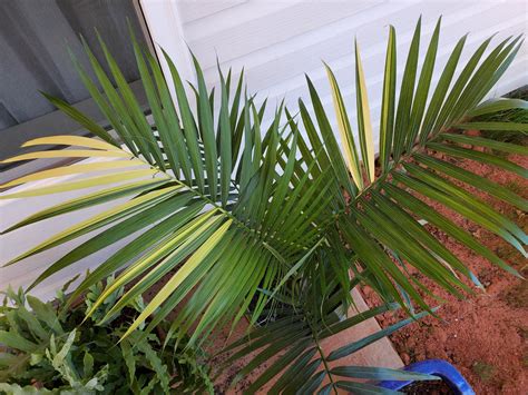 Variegated majesty palm - DISCUSSING PALM TREES WORLDWIDE - PalmTalk