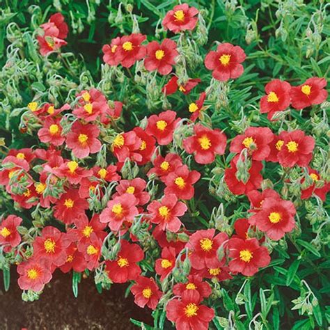 Rock Roses Helianthemum Collection Yougarden