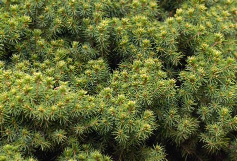 How To Grow And Care For The Dwarf Alberta Spruce