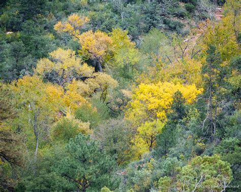 Fall Color In Oak Creek Canyon Flagstaff Altitudes