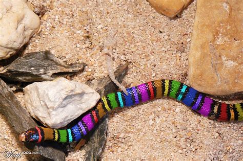 Rainbow Snake Worth1000 Contests