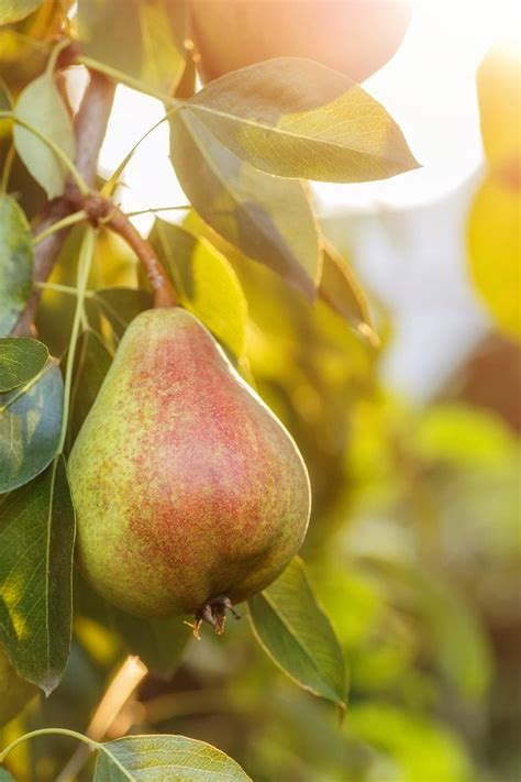What Is A European Pear Tree Growing A European Pear In The Landscape