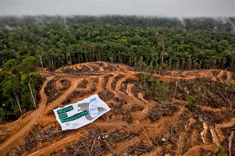 Photos Greenpeace Stages Protest In Rainforest Destroyed For Palm Oil