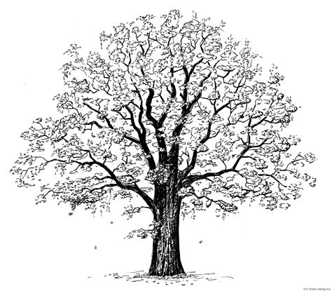 Drawing the textures of a tree. Oak tree drawing - drawing-of.eu