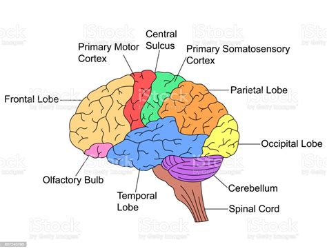 Ilustración De Partes Del Cerebro Y Más Vectores Libres De Derechos De