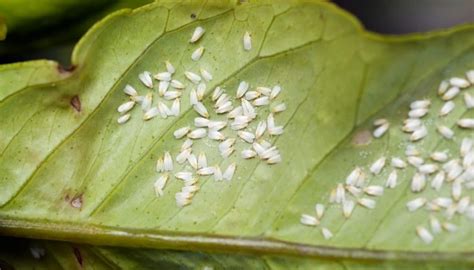 15 Tiny White Bugs That Look Like Dust And Lint