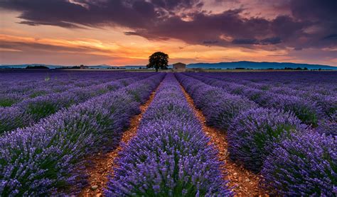 France Provence Summer July The Field Lavender Flower Tree