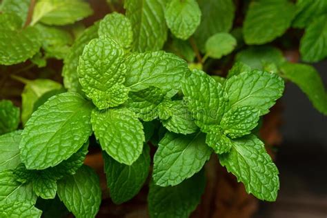 Peppermint Leaf Green Plants With Aromatic Properties Stock Photo