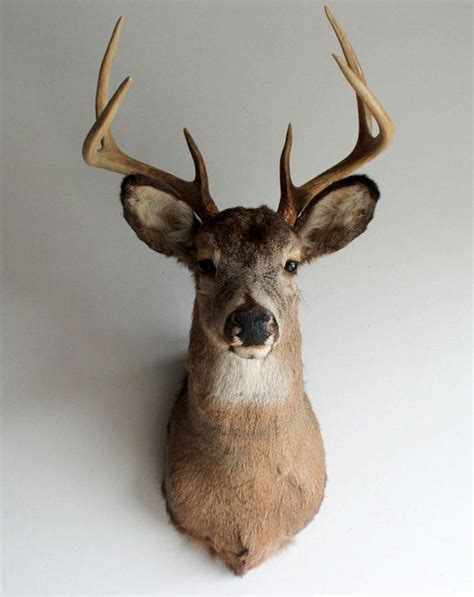 Vintage Adult Taxidermy Deer Head Mount Biscuit Deer Heads Mount