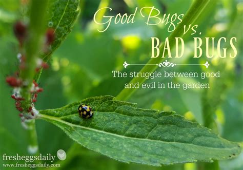 Good Bugs Vs Bad Bugs The Struggle Between Good And Evil In The Garden Fresh Eggs Daily®