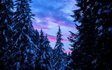 Pine Trees Wallpaper 4k Snow Covered Winter Forest Sunset 5k