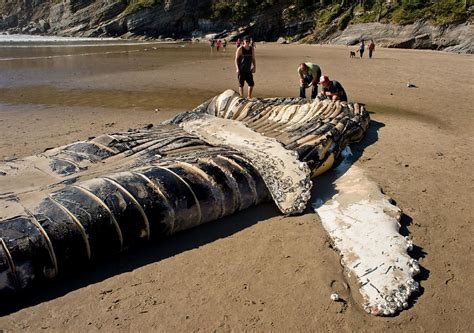 Photos Dead Baby Whale Washes Ashore At Short Sand Beach Kpic