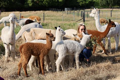 Silverstream Alpaca Farmstay And Tour Clarkville Reviews And Hotel
